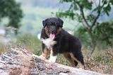 BERGER AUSTRALIEN PUPPIES 870